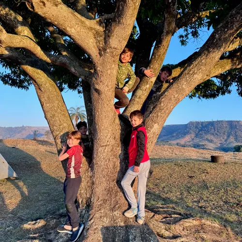 Crianças brincando em cima de uma árvore, com a serra ao fundo